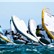 Audi Wing Foil World Cup İstanbul’da Tamamlandı